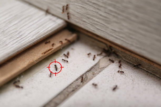 Best Local Pest Control Services  in Miami Shores, FL