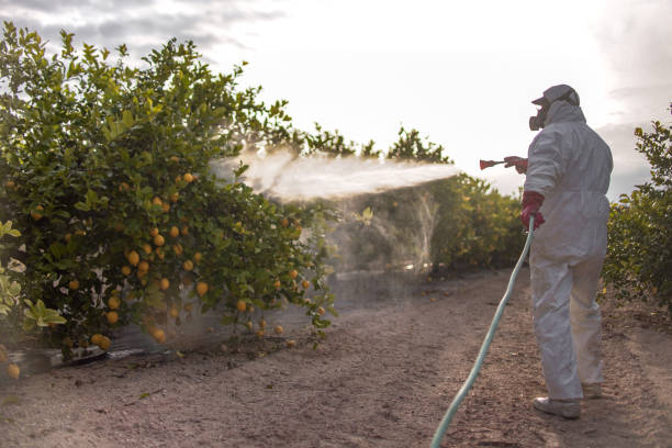 Best Pest Prevention Services  in Miami Shores, FL