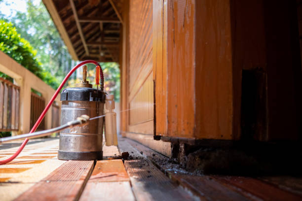 Wasp Removal Services in Miami Shores, FL