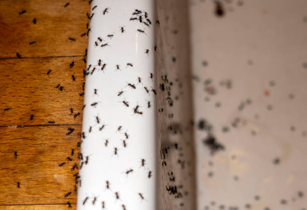 Wildlife Control Services in Miami Shores, FL