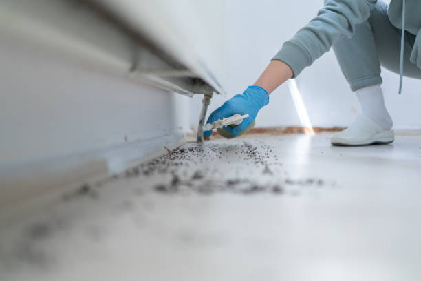 Best Pest Removal Services  in Miami Shores, FL
